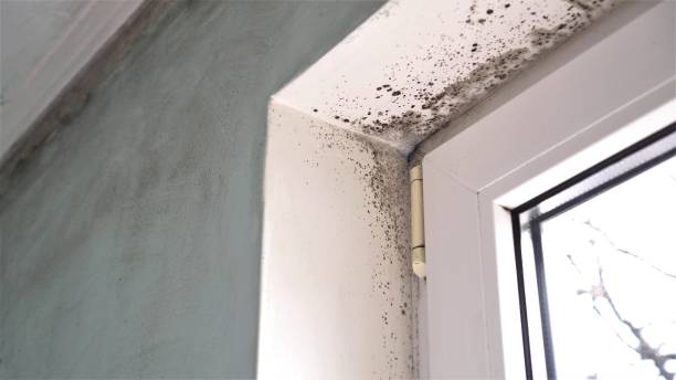 Biohazard Mold Removal in Marlow, OK