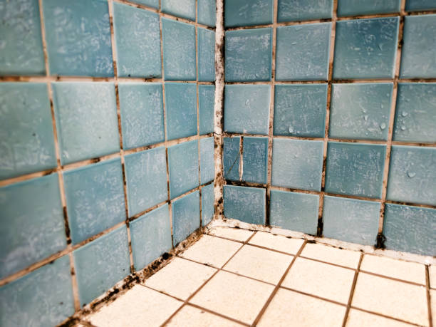 Reliable Marlow, OK Mold Removal Solutions