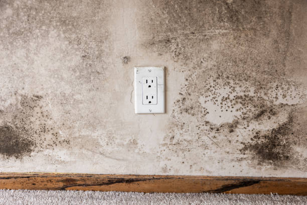 Best Real Estate Mold Inspection  in Marlow, OK