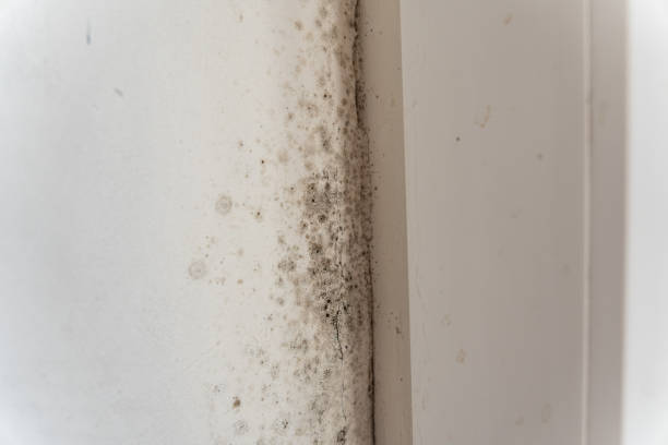 Best Mold-Related Health Consultation  in Marlow, OK